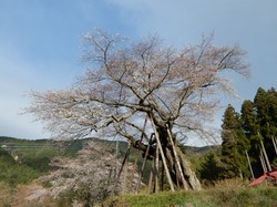 3月27日本郷の千年桜の開花状況