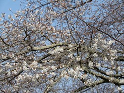 3月27日本郷の千年桜の開花状況