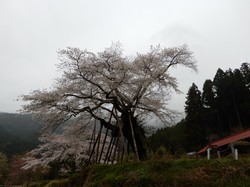 3月30日本郷の千年桜の開花状況