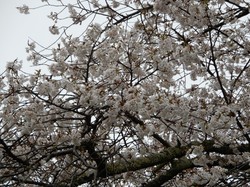 3月30日本郷の千年桜の開花状況