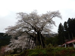 4月1日本郷の千年桜の開花状況