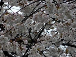 4月1日本郷の千年桜の開花状況