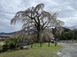 4月1日　原間のイトザクラ