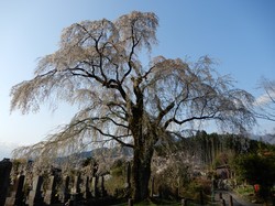 4月3日原間のイトザクラ開花状況