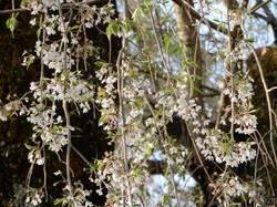 4月3日原間のイトザクラ開花状況