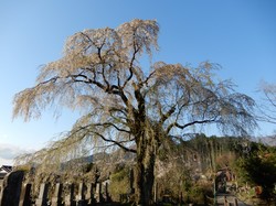 4月6日原間のイトザクラ開花状況