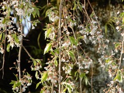 4月8日原間のイトザクラ開花状況