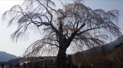 3月25日　原間のイトザクラ