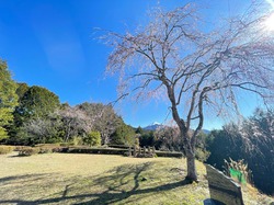 開花状況：3月27日