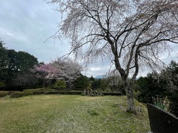 開花状況：4月5日