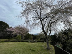 開花状況：4月8日