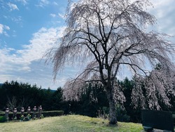 開花状況：3月31日
