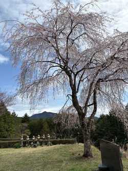 開花状況：4月2日
