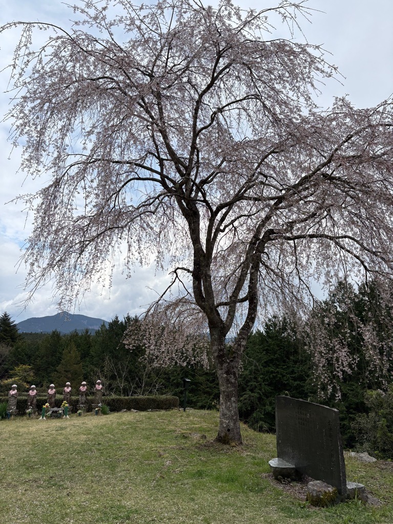 開花状況：4月4日