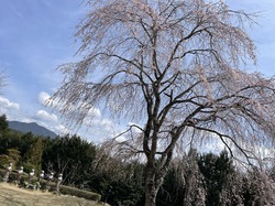 六地蔵公園20260319