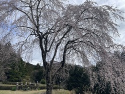 六地蔵公園20260326