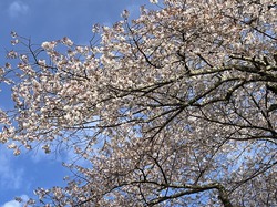 4月6日　本郷の千年桜