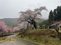 4月4日　本郷の千年桜