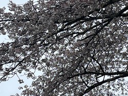 4月4日　本郷の千年桜