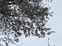 4月1日　本郷の千年桜