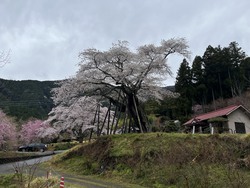 4月1日　本郷の千年桜