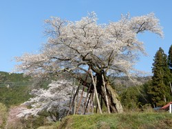 4月3日本郷の千年桜開花状況