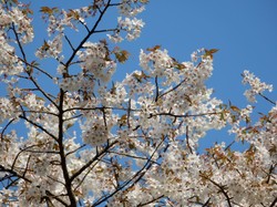 4月3日本郷の千年桜開花状況
