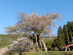 4月6日本郷の千年桜開花状況