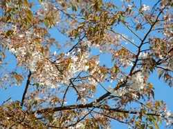 4月6日本郷の千年桜開花状況
