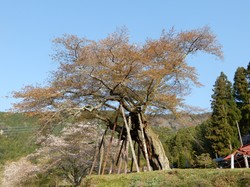 4月8日本郷の千年桜開花状況