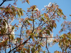 4月8日本郷の千年桜開花状況