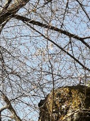 3月17日　本郷の千年桜