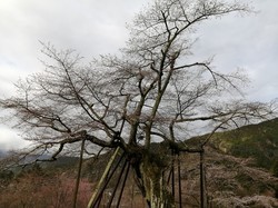 3月22日　本郷の千年桜