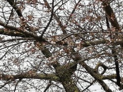 3月22日　本郷の千年桜