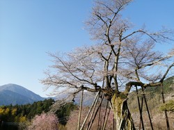 3月24日　本郷の千年桜