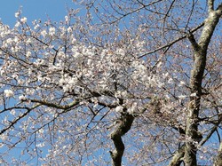 3月24日　本郷の千年桜