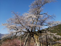 3月26日　本郷の千年桜