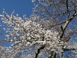 3月26日　本郷の千年桜