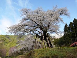 3月29日　本郷の千年桜