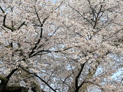 3月29日　本郷の千年桜
