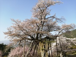 3月31日　本郷の千年桜