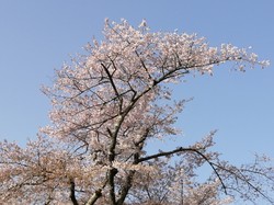 3月31日　本郷の千年桜
