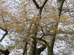 4月2日　本郷の千年桜