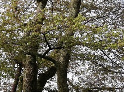 4月5日　本郷の千年桜