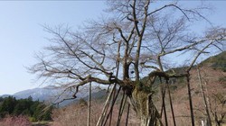 3月25日　本郷の千年桜