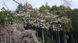 3月28日　本郷の千年桜