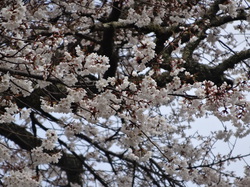 3月30日　本郷の千年桜