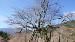 千年桜　3月20日