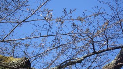 千年桜　3月20日