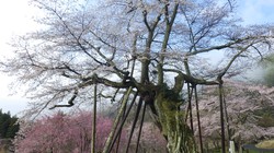 千年桜　3月24日